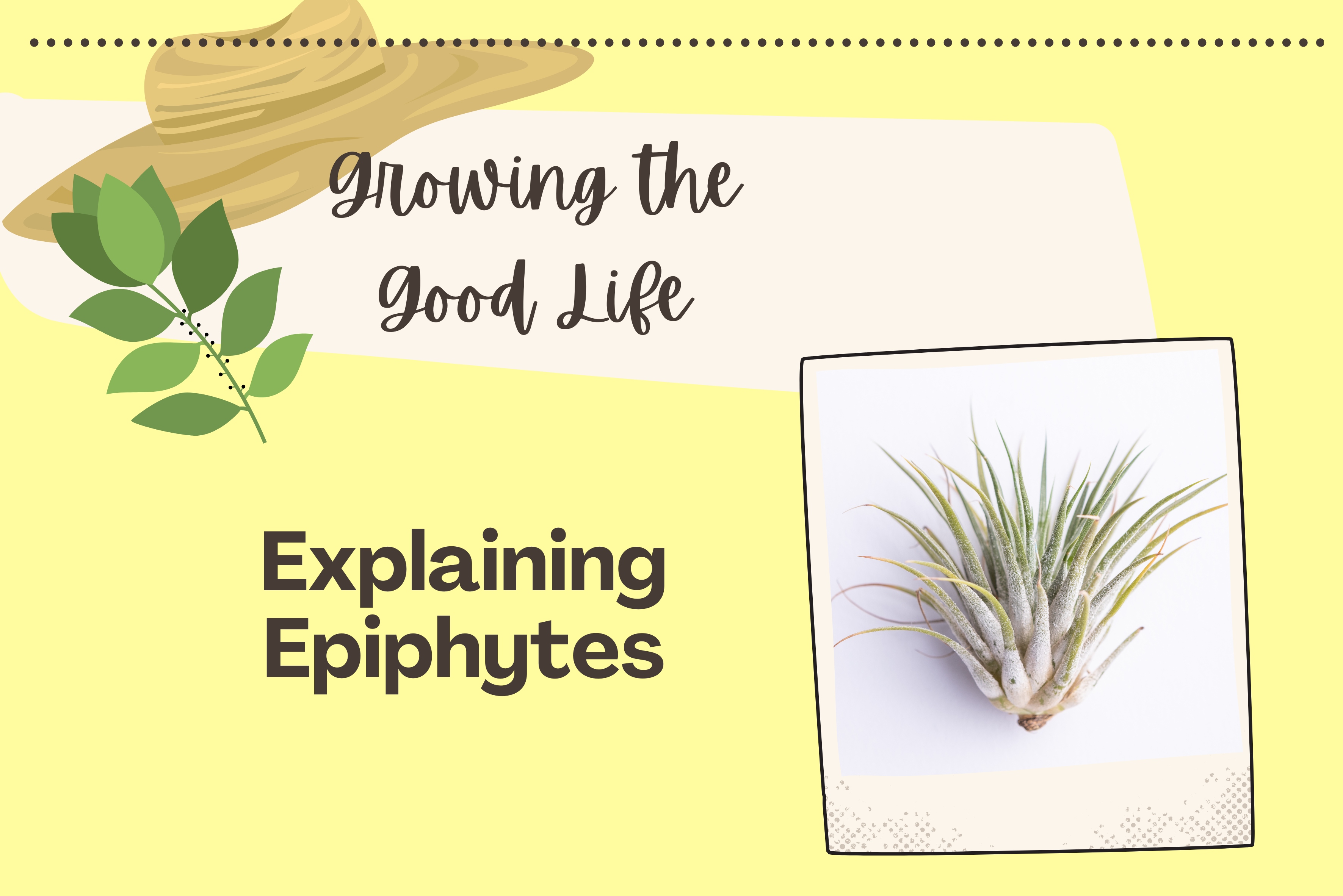 Epiphytes