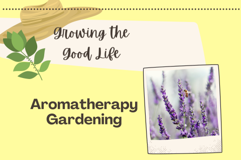 aromatherapy gardens