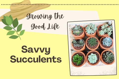 GTGL Savvy Succulents