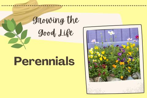 GTGL Perennials