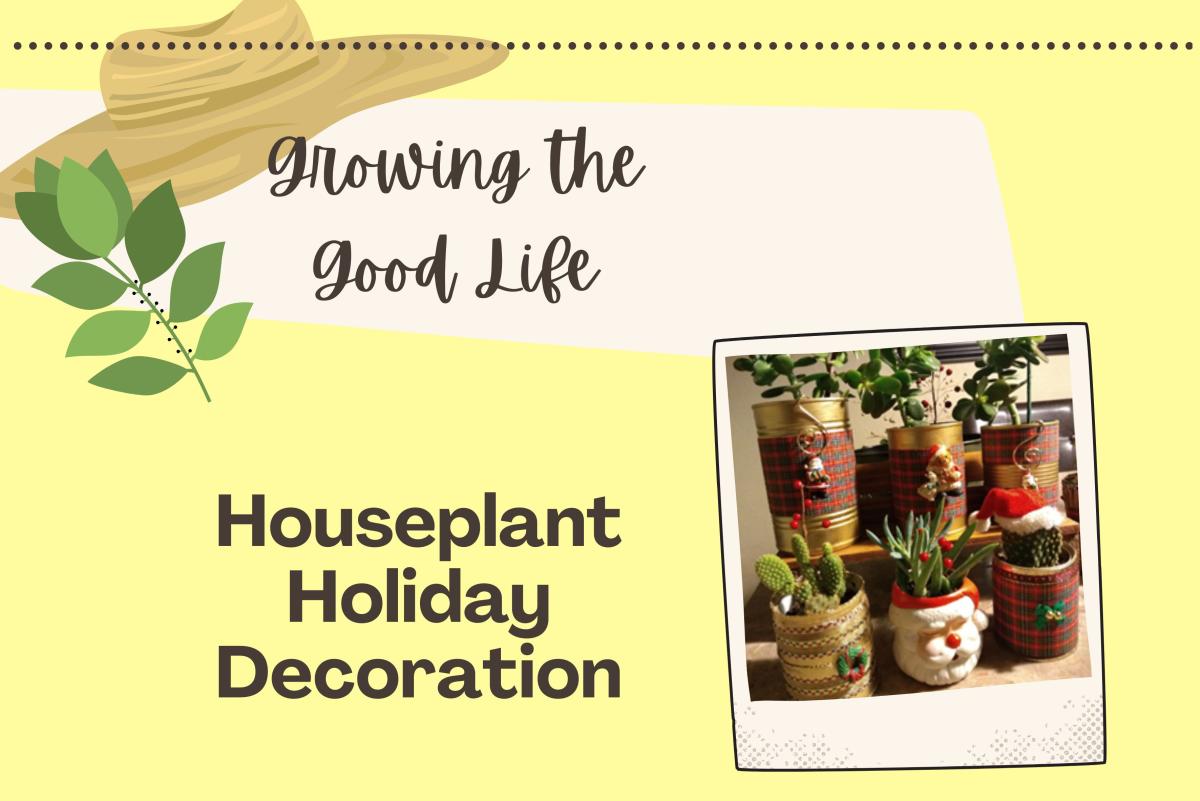 Houseplant Holiday Decoration